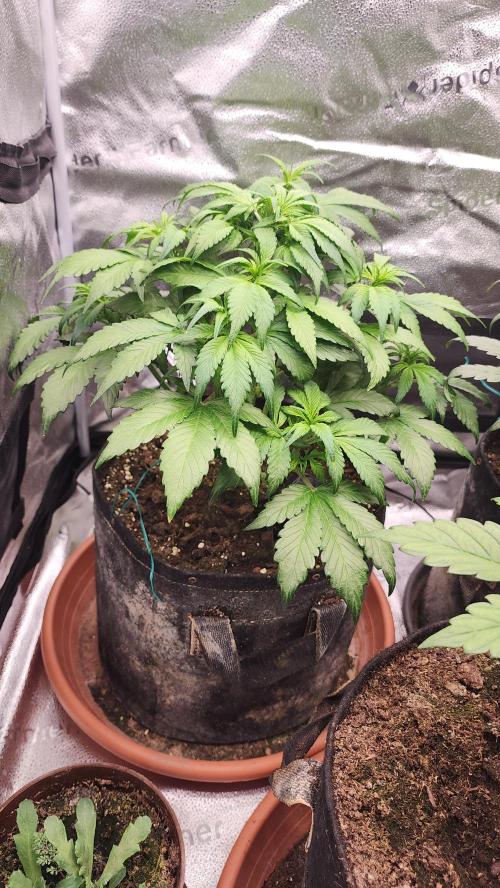 special growdiary. Week 5 - 8.jan.