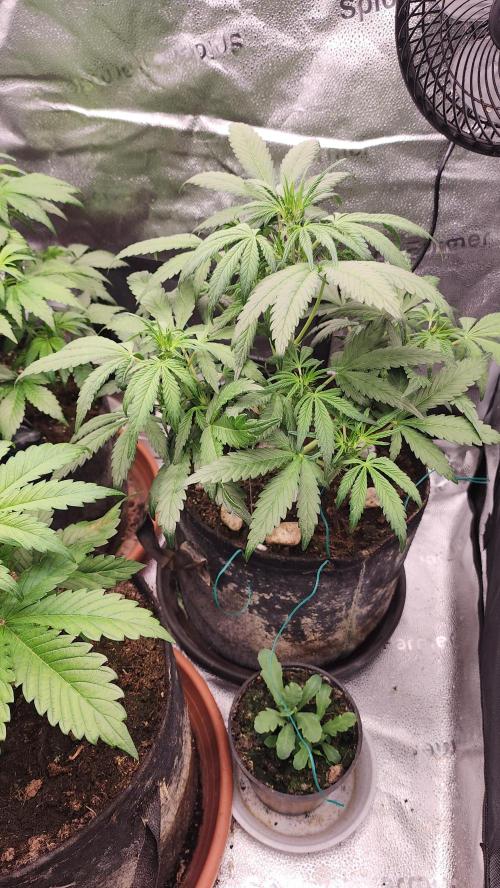 special growdiary. Week 5 - 8.jan.