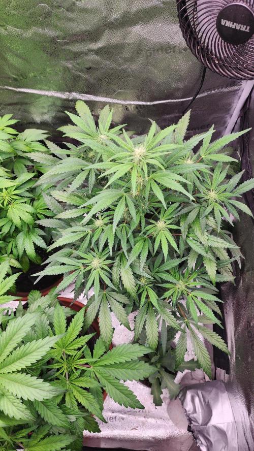 special growdiary. Week 6 - january 18  2nd generation seed unknown from fast buds