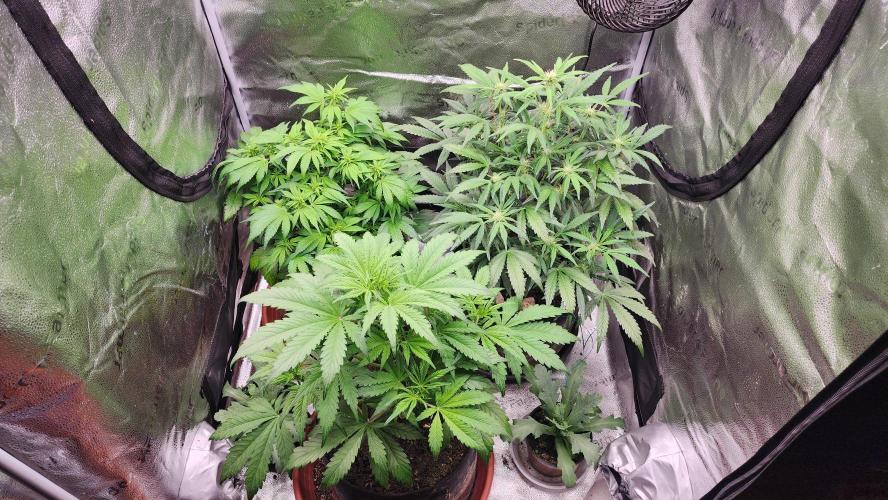 special growdiary. Week 6 - january 18 familly pgoto