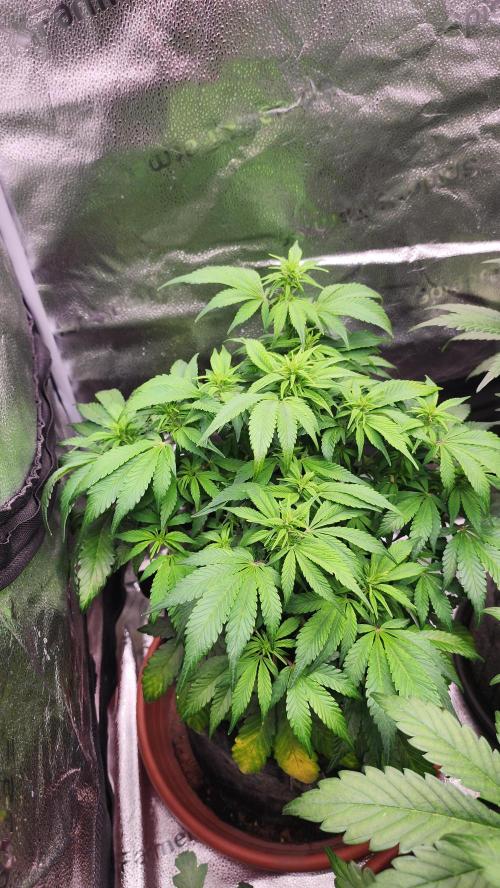 special growdiary. Week 6 - january 18 strawberry banana