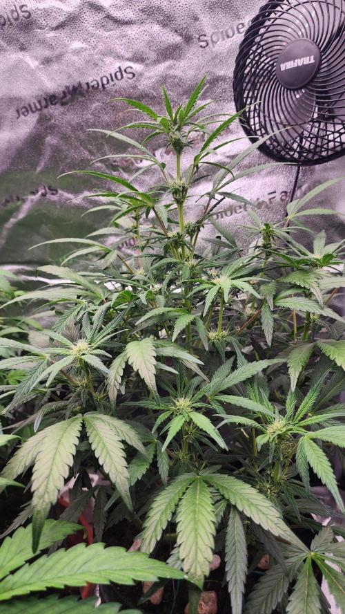 special growdiary. Week 6 - january 18
2nd generation seed unknown from fast buds