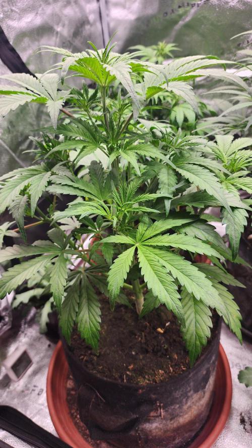 special growdiary. Week 6 - january 18
jack herer,not flowering yet