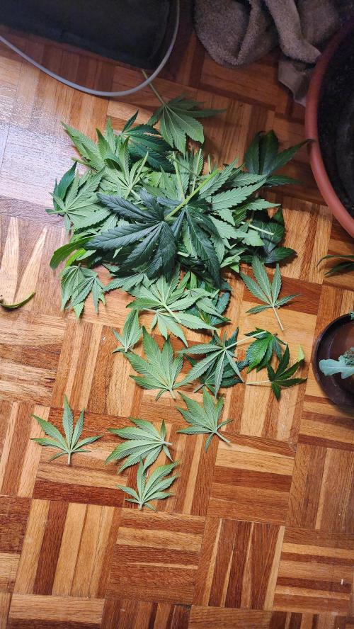 special growdiary. Week 6 - defoliation