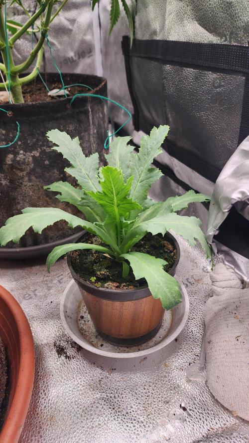 special growdiary. Week 6 - popy