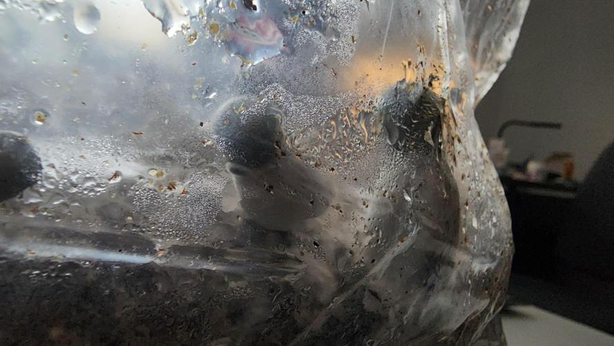 special growdiary. Week 6 - magic mushroom
strain Ape