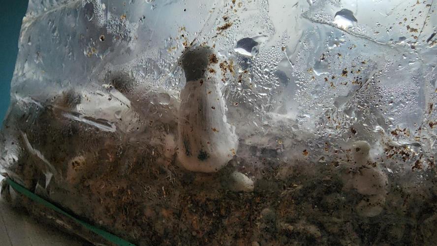 special growdiary. Week 6 - magic mushroom
strain Ape