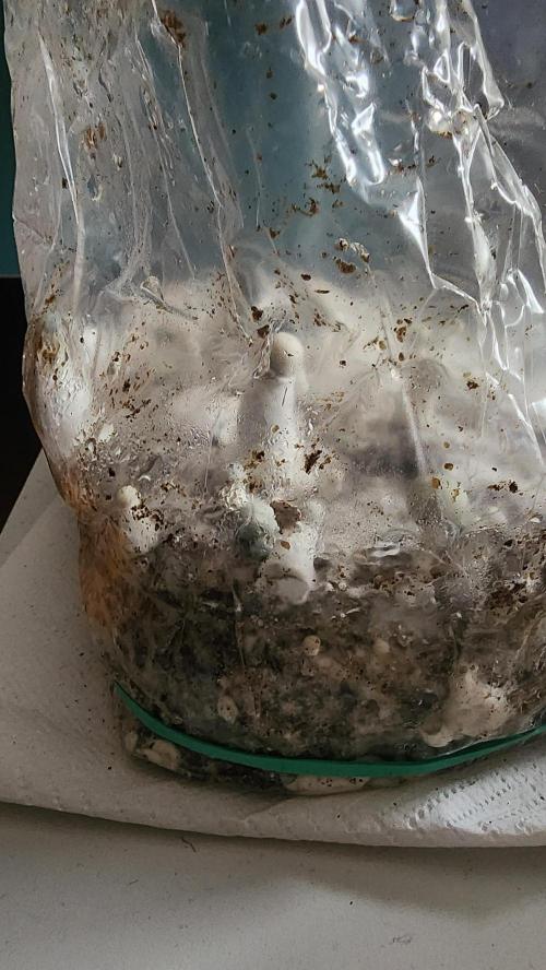 special growdiary. Week 6 - magic mushroom
strain Ape