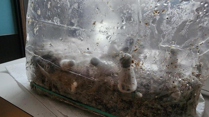 special growdiary. Week 6 - magic mushroom
strain Ape