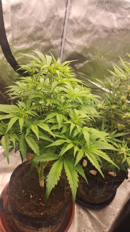 special growdiary. Week 7 - 24.jan  Jack Herer Auto