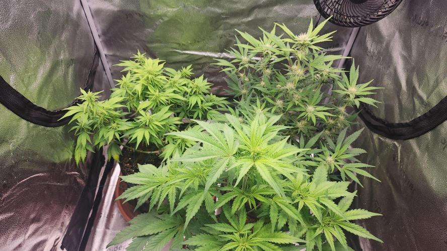 special growdiary. Week 7 - 24.jan  Family photo