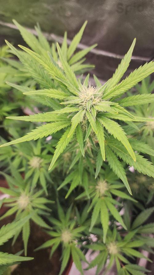 special growdiary. Week 7 - 24.jan  2nd generation                                         fast buds auto