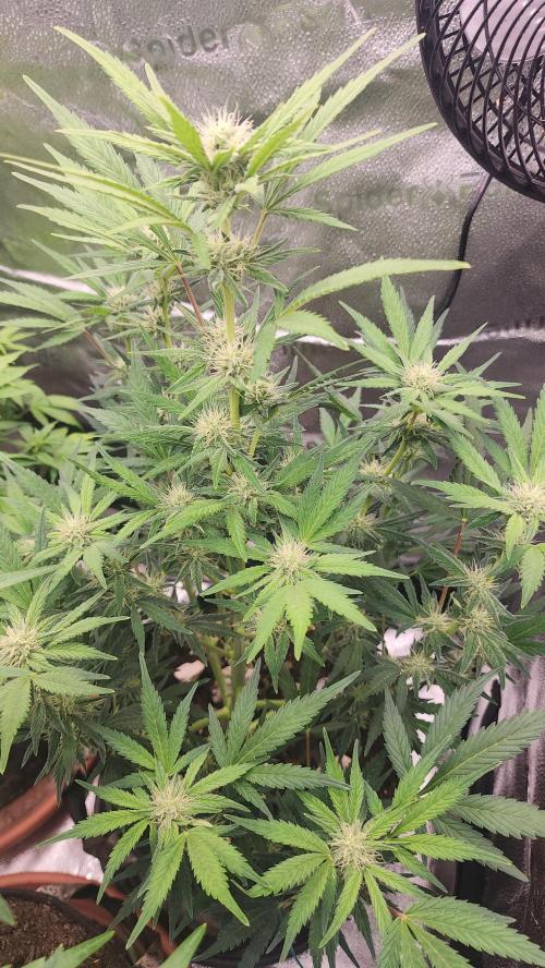 special growdiary. Week 7 - 24.jan  2nd generation                                         fast buds auto