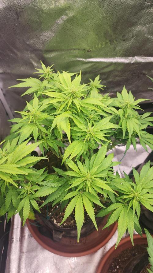 special growdiary. Week 7 - 24.jan  strawberry banana auto