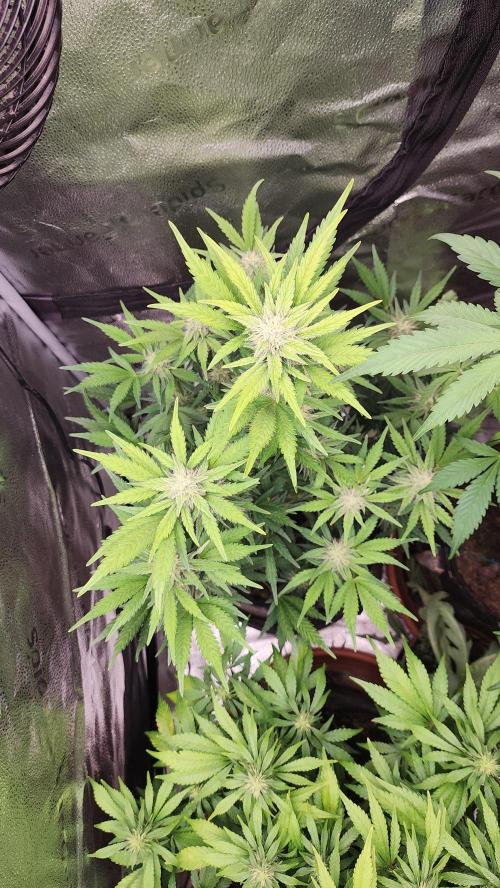 special growdiary. Week 8 - 31.january