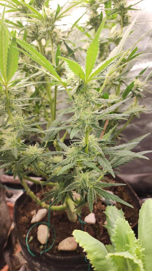 special growdiary. Week 8 - 31.january