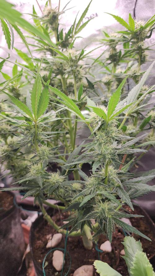 special growdiary. Week 8 - 31.january