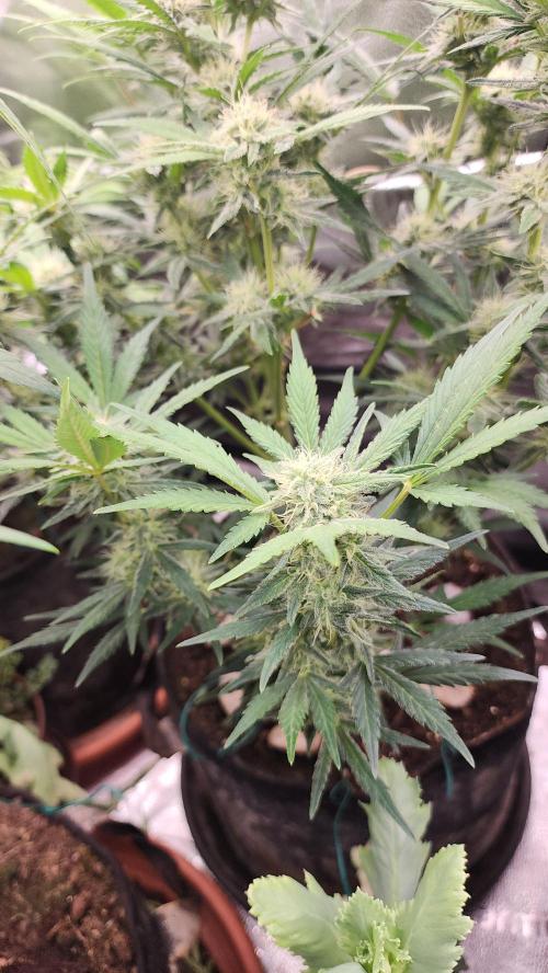special growdiary. Week 8 - 31.january
