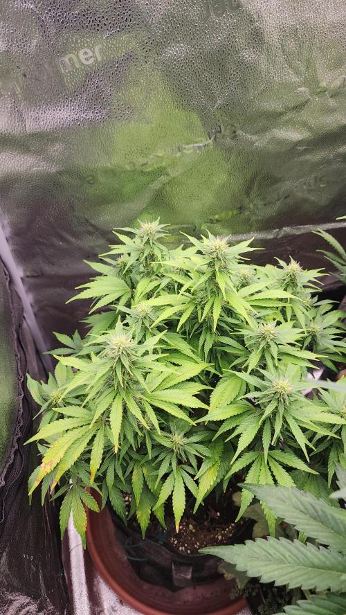 special growdiary. Week 8 - 31.january