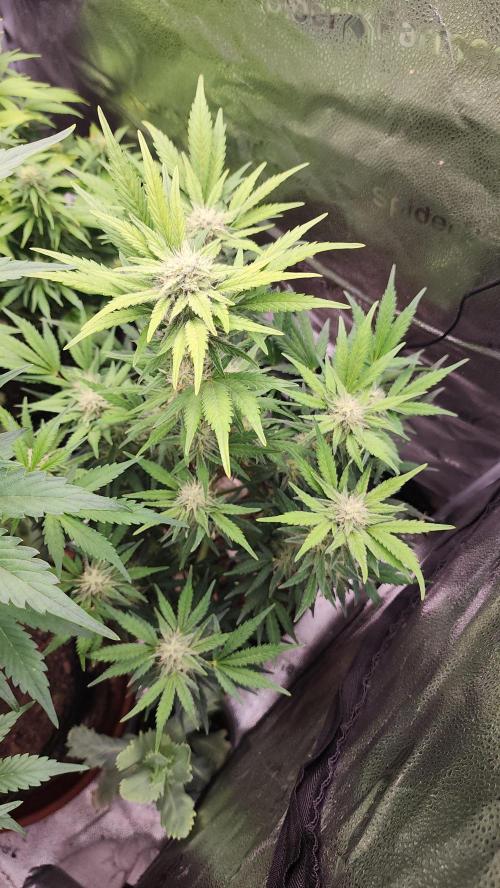 special growdiary. Week 8 - 31.january