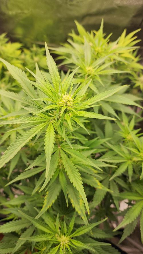 special growdiary. Week 8 - 31.january