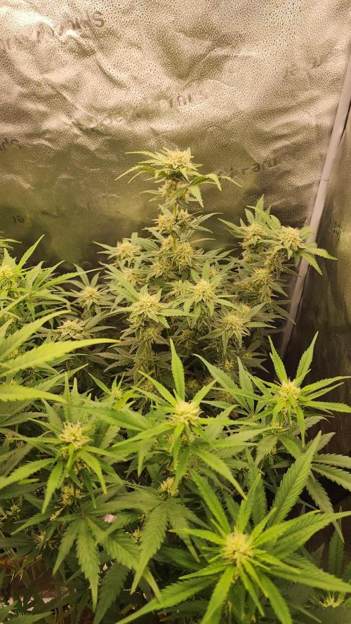 special growdiary. Week 9 - unknown strain from fast buds self made
7.2.