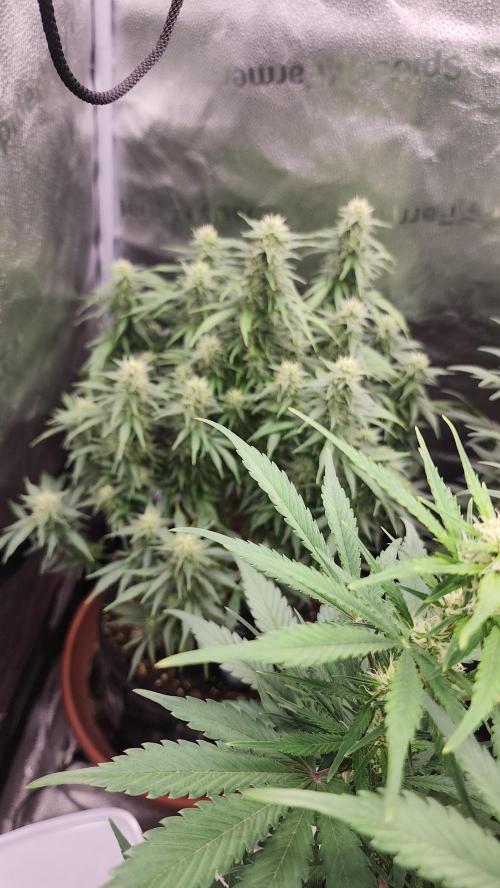 special growdiary. Week 9 - strawberry banana auto fast buds 
7.2.