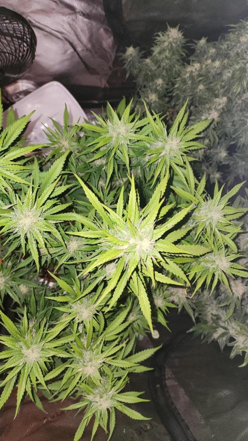 special growdiary. Week 10 - 22.feb  jack herer auto 