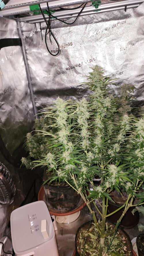 special growdiary. Week 10 - 22.feb  jack herer auto