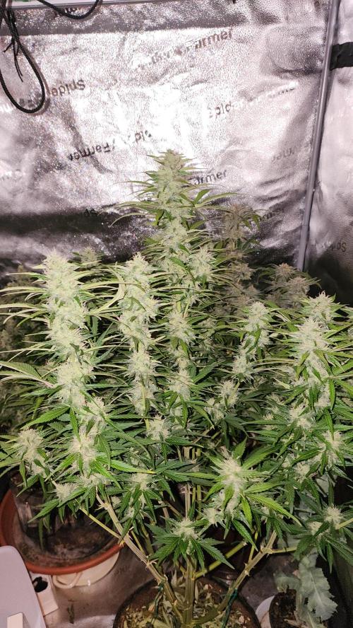special growdiary. Week 10 - 22.feb  jack herer auto