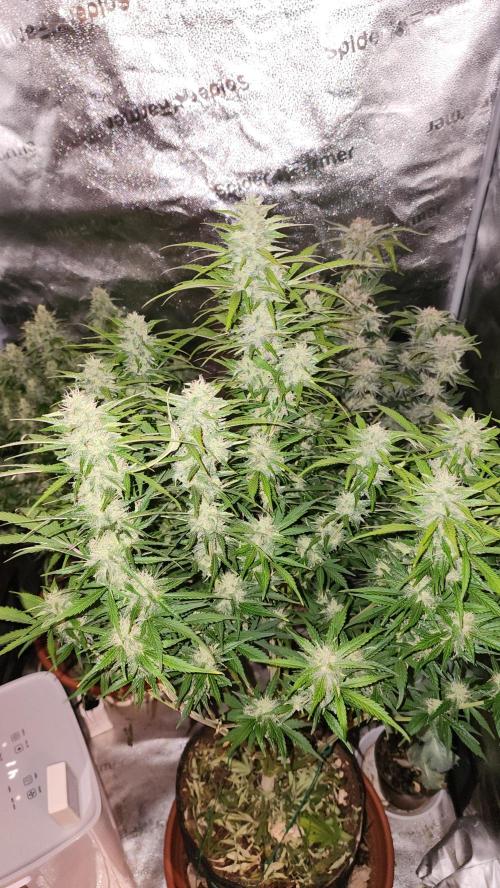 special growdiary. Week 10 - 22.feb  jack herer auto