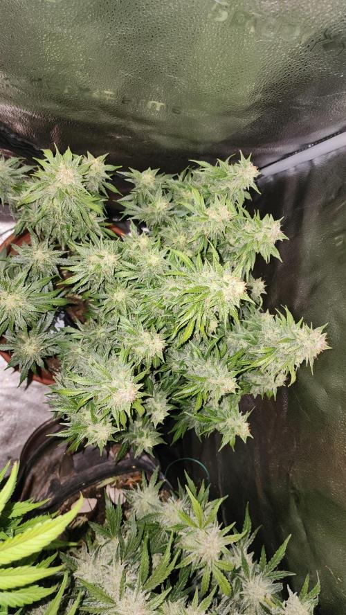 special growdiary. Week 10 - 22.feb. mystery seed in front strawerry banana in the back