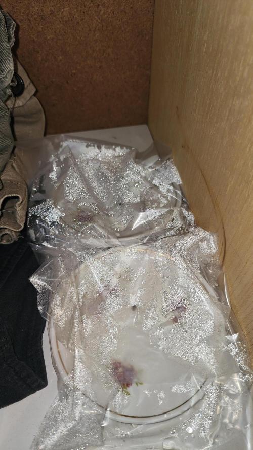 Masterpiece run. Week 0 - february 22.seeds are in germination.