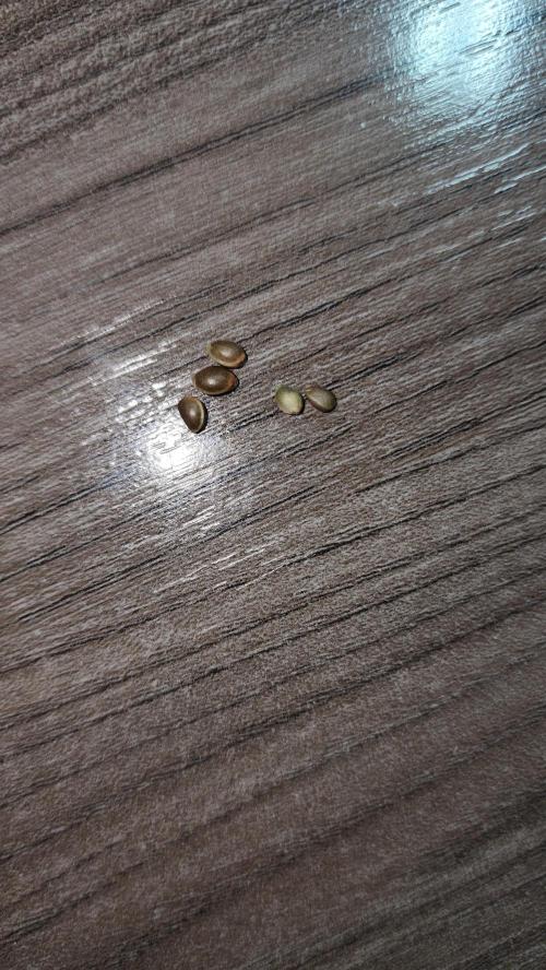 Masterpiece run. Week 0 - this is from pack of 5 seeds 3 are ok, one is doubtful and one is  poor looking