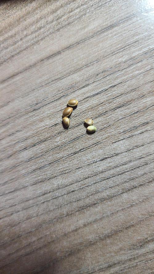 Masterpiece run. Week 0 - im trying germinate one good and the bad so i can evaluate.