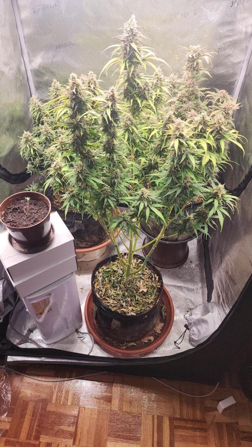 special growdiary. Week 11 - jack herer auto