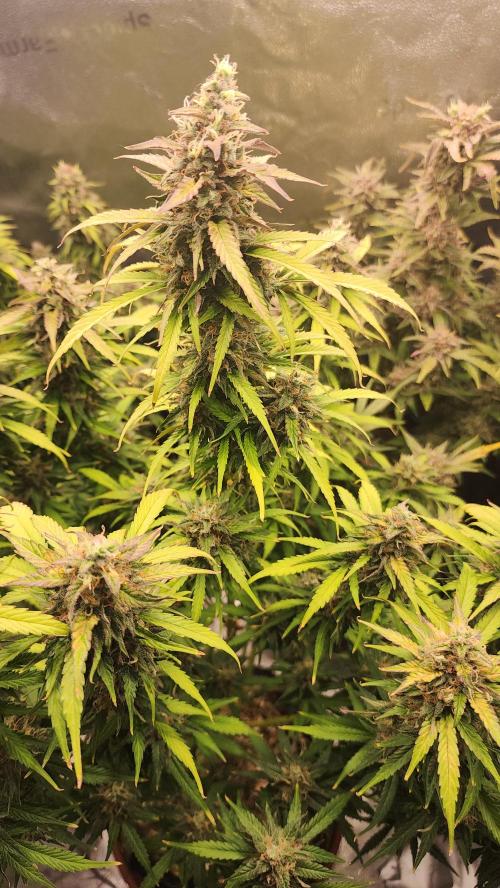 special growdiary. Week 11 - jack herer auto