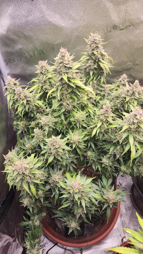 special growdiary. Week 11 - strawberry banana auto