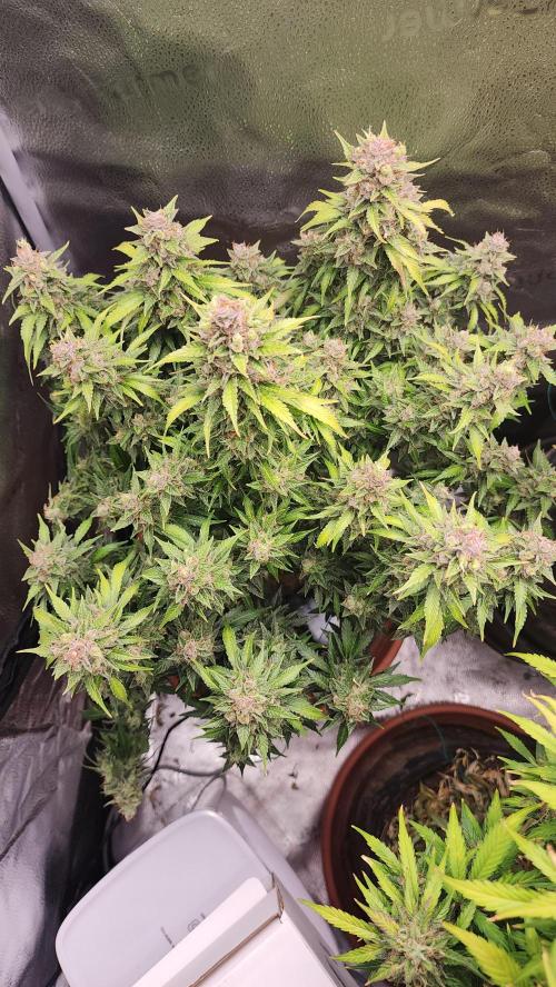 special growdiary. Week 11 - strawberry banana auto
