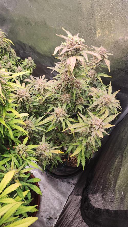 special growdiary. Week 11 - strawberry banana auto
