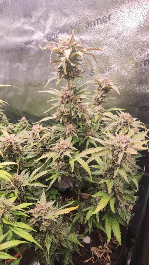 special growdiary. Week 11