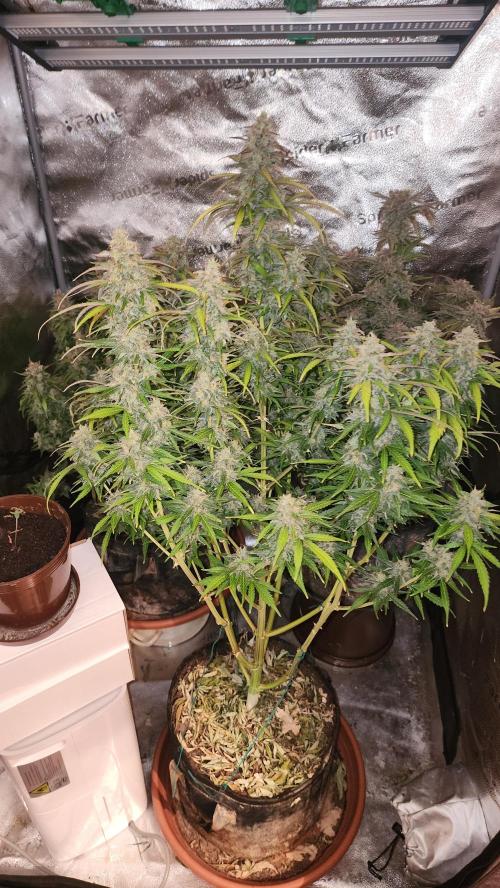 special growdiary. Week 11