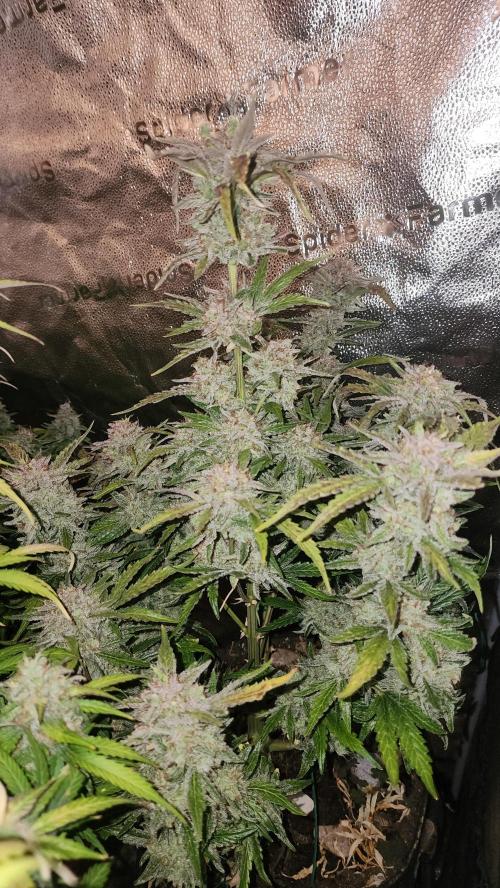 special growdiary. Week 11