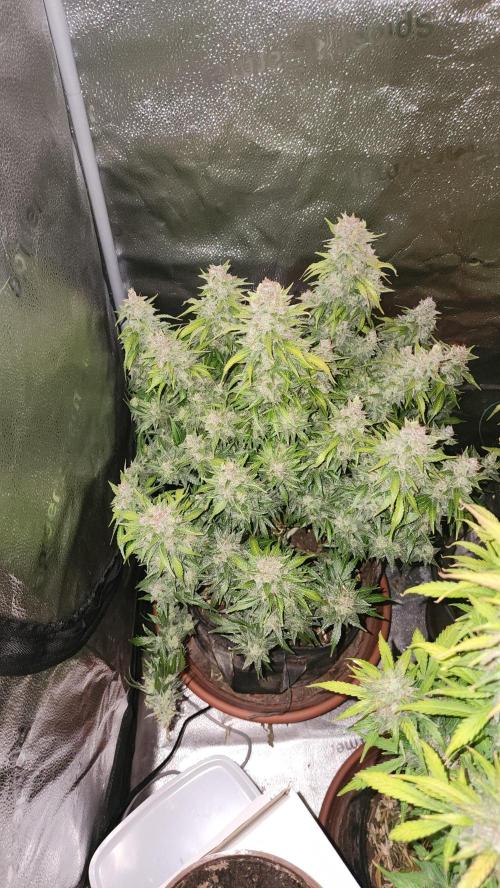 special growdiary. Week 11 - strawberry banana auto