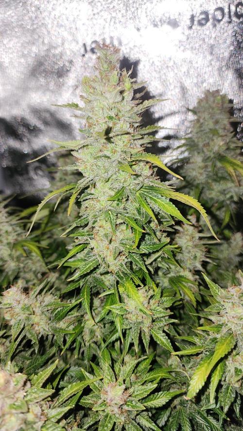 special growdiary. Week 11