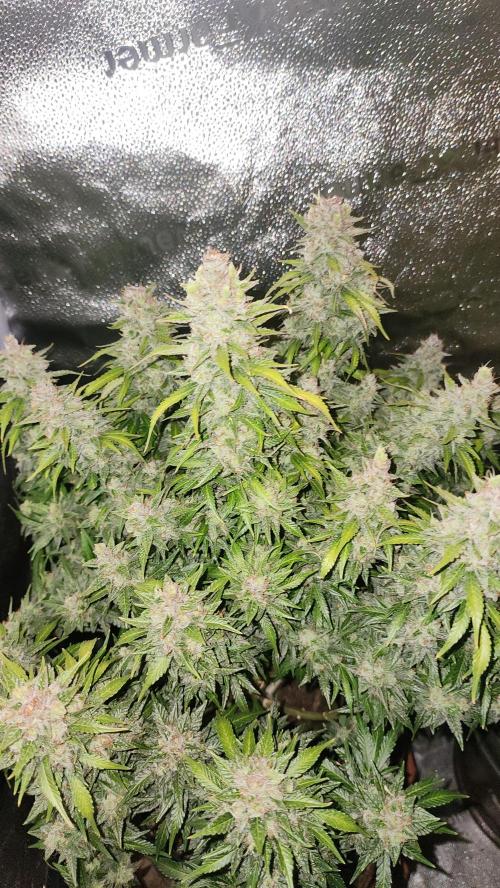 special growdiary. Week 11