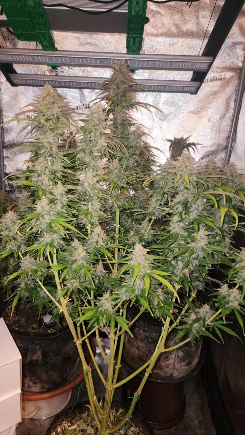 special growdiary. Week 11 - jack herer auto
