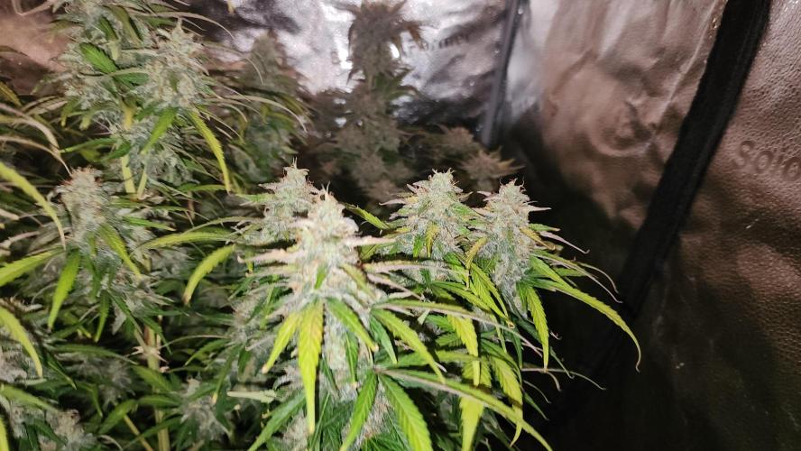 special growdiary. Week 11 - jack herer auto