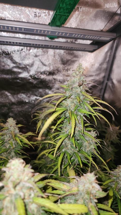 special growdiary. Week 11 - jack herer auto