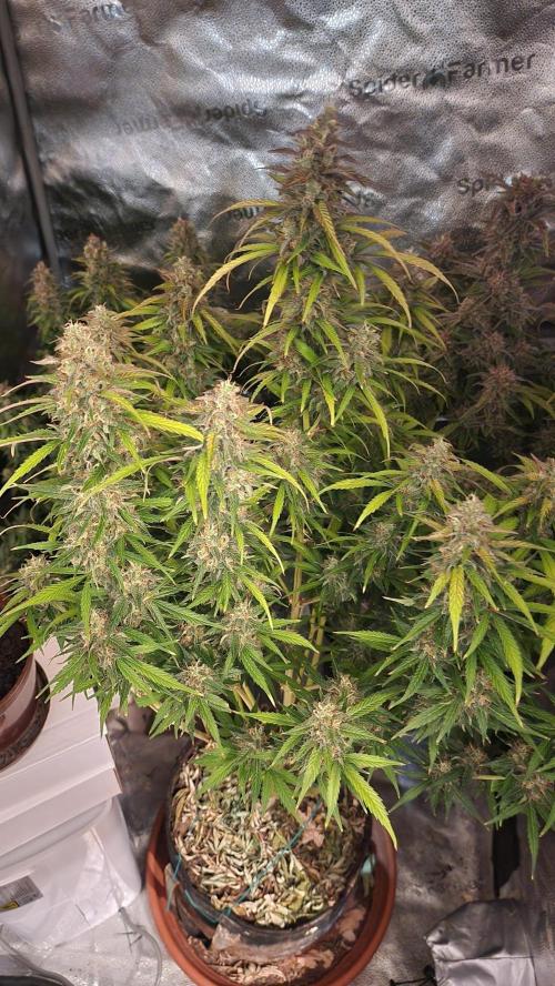 special growdiary. Week 11 - jack herer auto
